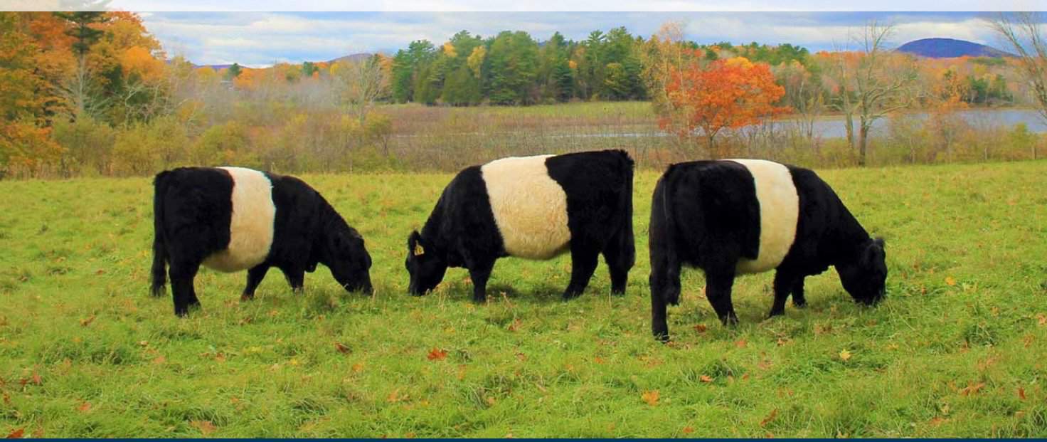 three belted Galloway cows grazing in a field