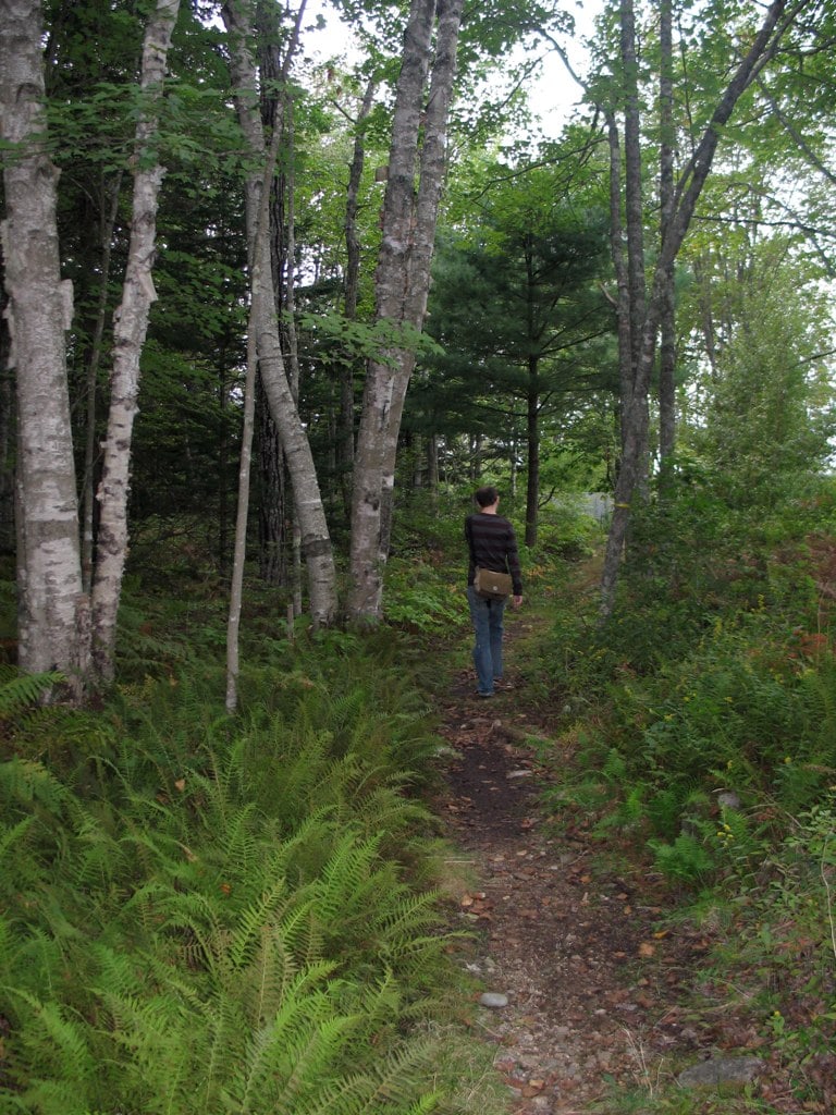 person hiking trail through ferns and birch trees