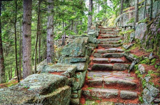 Large stone steps covered with pine needles, edged by more stonework.