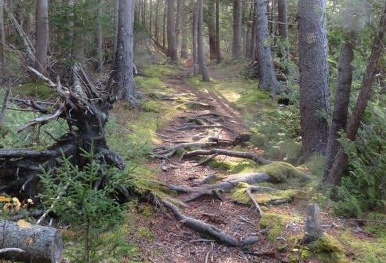 Goose Falls trail, with tall trees surrounding a path criss-crossed by tree roots.
