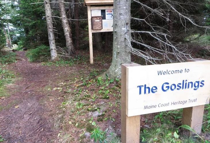 Trail between pine trees with a sign in the foreground welcoming you to The Goslings.