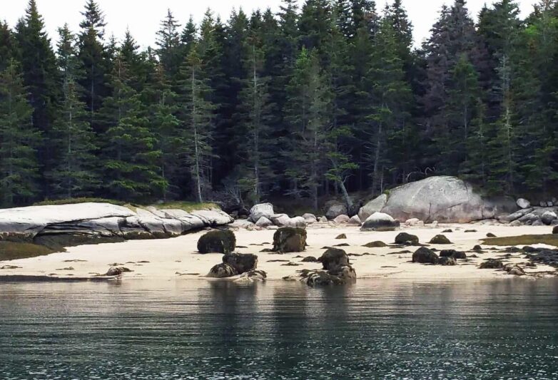 Sandy beach showing ledge and boulders, with tall firs behind.
