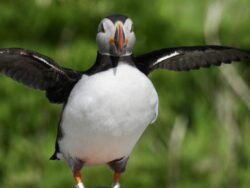 Atlantic puffin with wings outstretched