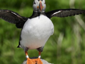 Atlantic puffin with wings outstretched