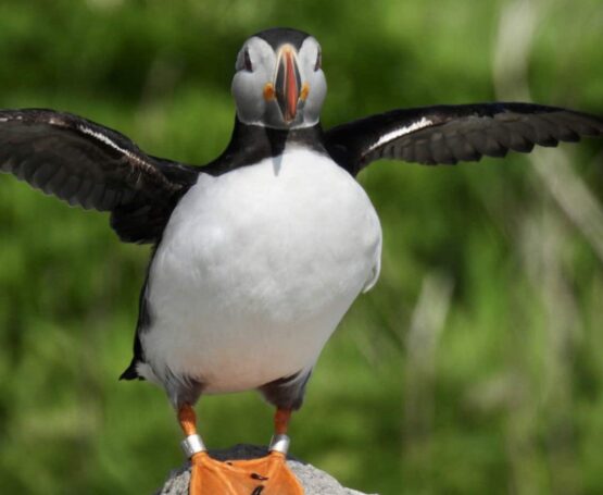 Atlantic puffin with wings outstretched