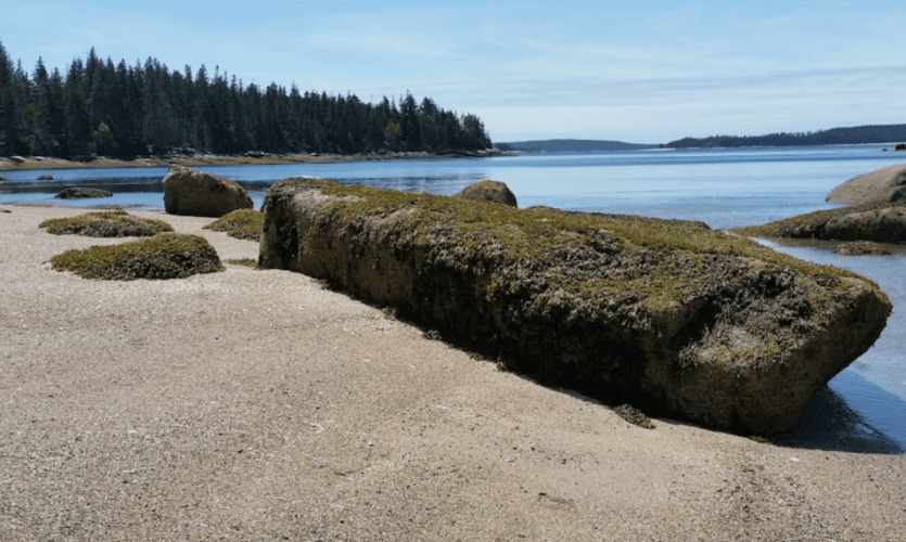 Sandy beach studded with boulders, calm water and wooded island beyond.