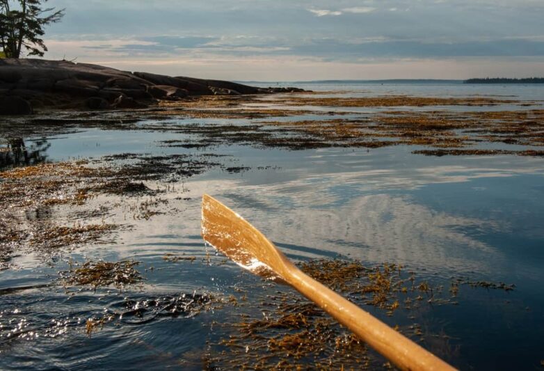seaweed-covered water with an oar raised in the foreground