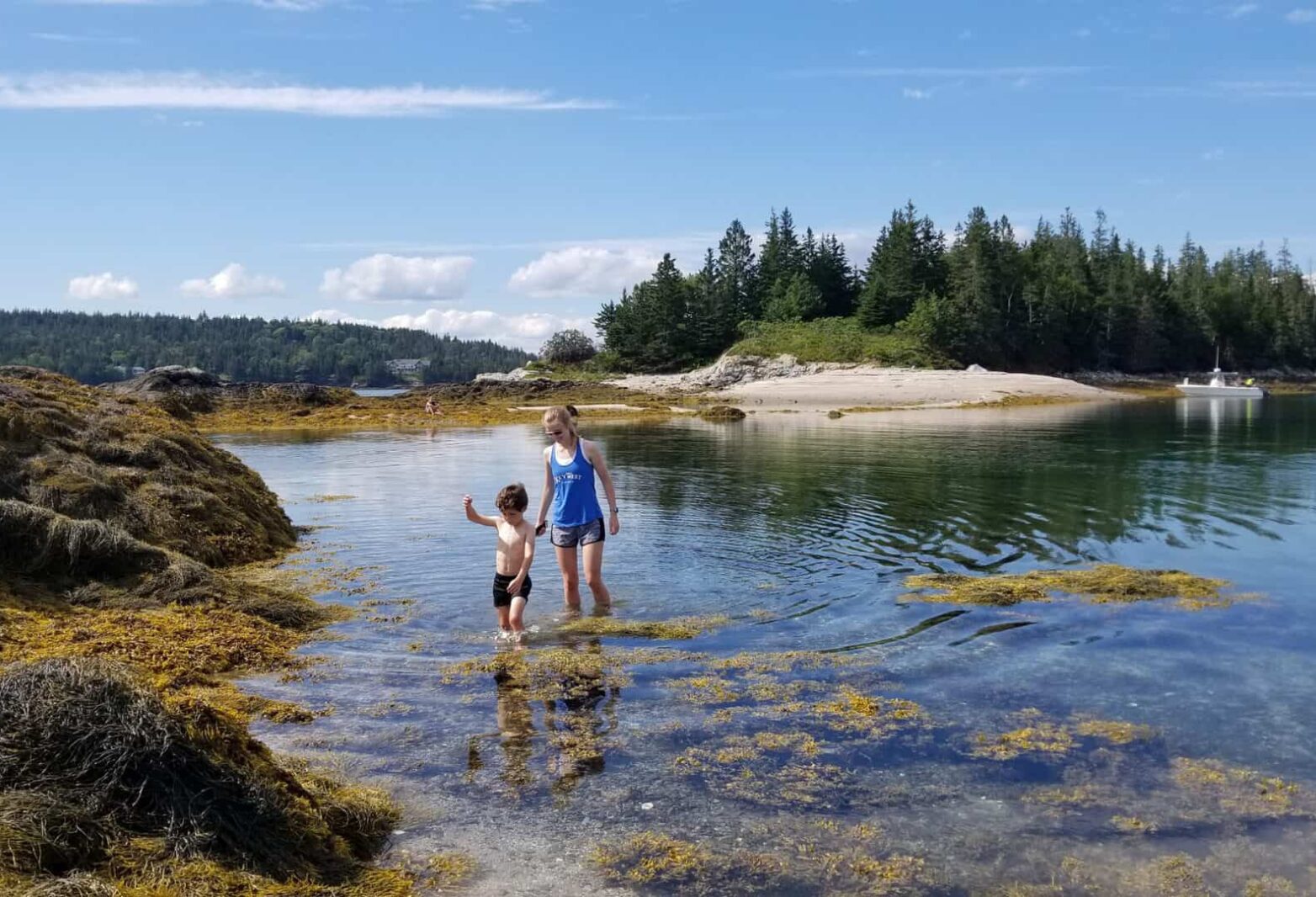 Kids wading in shallow water among seaweed-covered rocks.