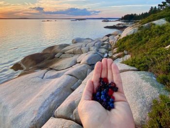 hand holding berries with rocky shoreline stretching into the distsance