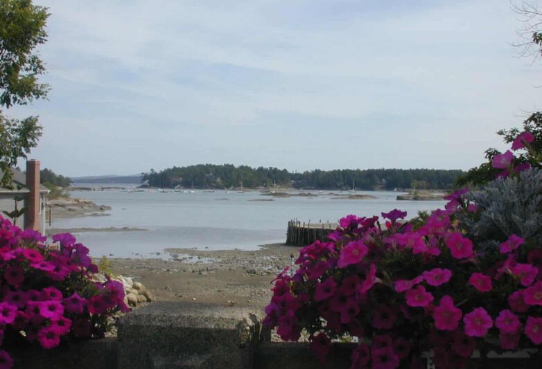 Looking through magenta rhododendrons to the town dock at low tide.